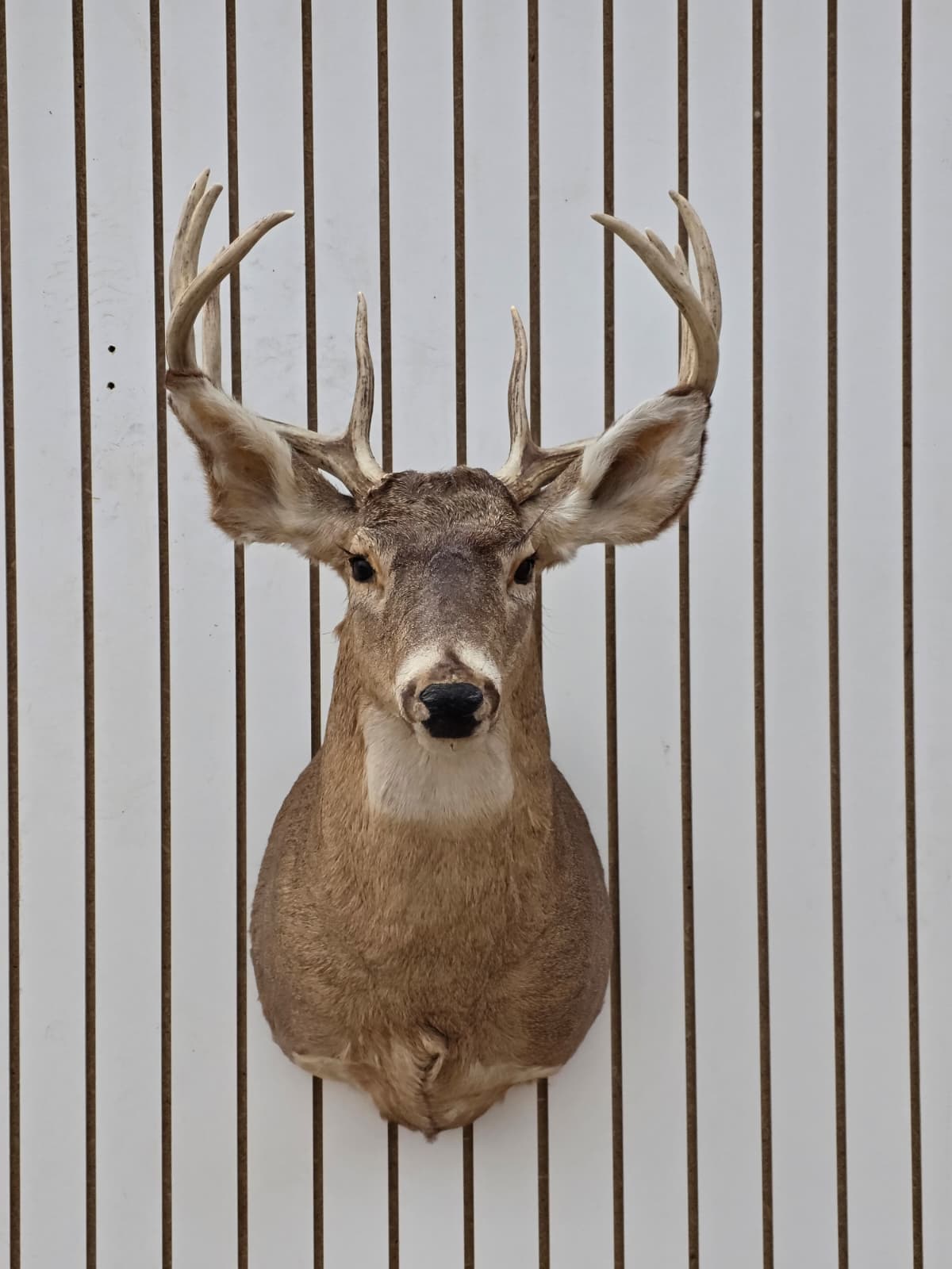 Fhdar3 - White-Tailed Deer Shoulder Mount – Taxidermy Wall Display