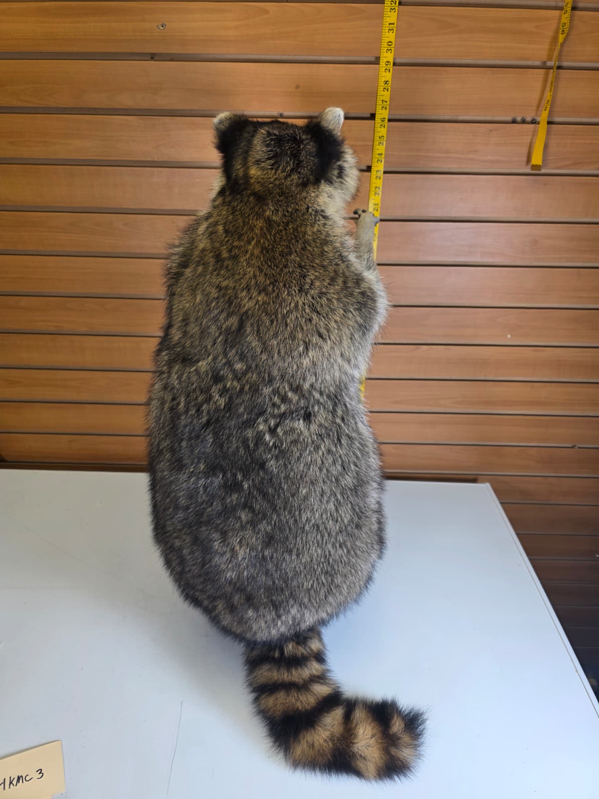Fhkm3 - Jumbo Raccoon Taxidermy – 26” Lifelike Display
