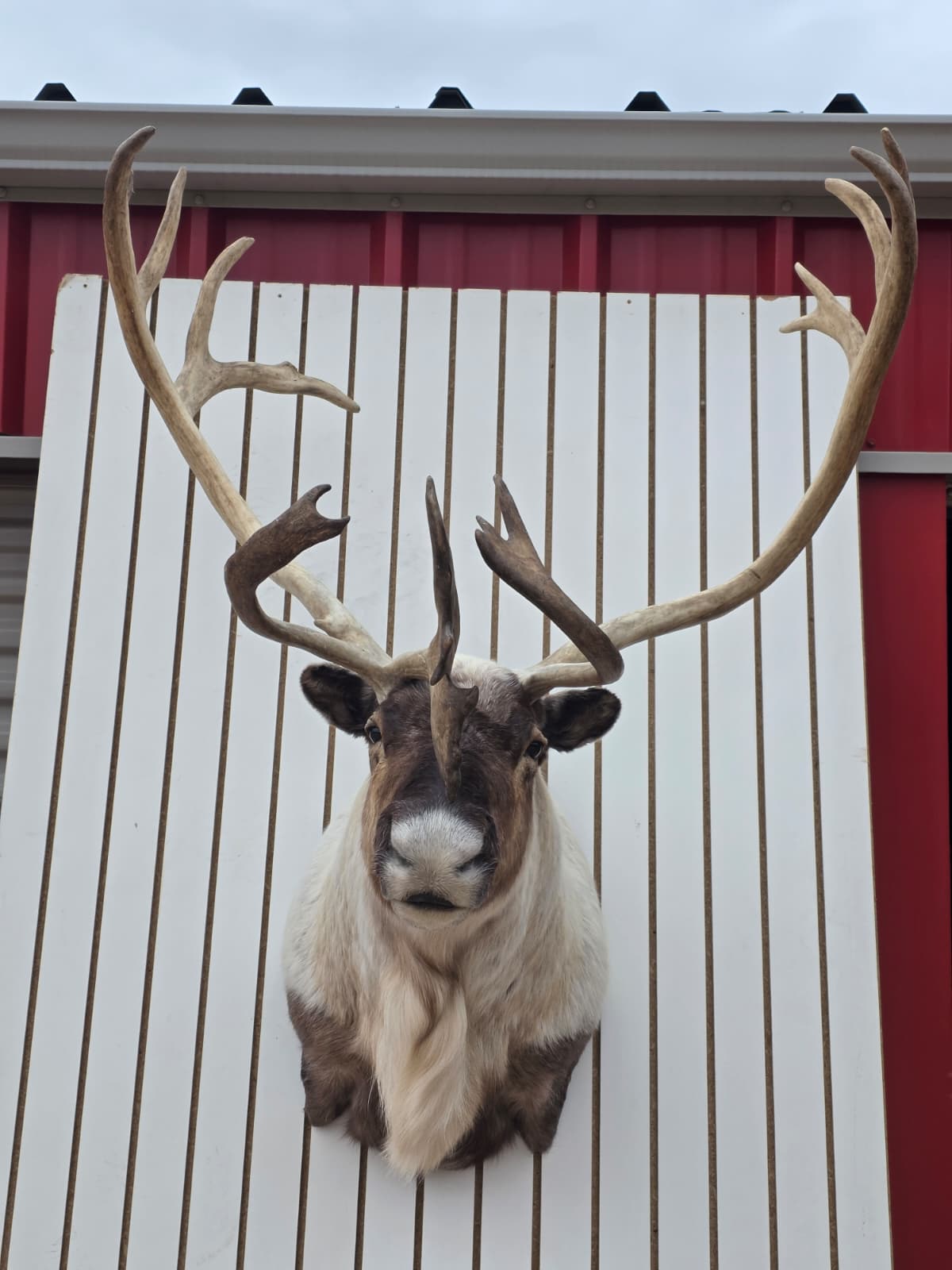 Fhcm85 - Caribou Taxidermy Shoulder Mount – 114.3” Majestic Display