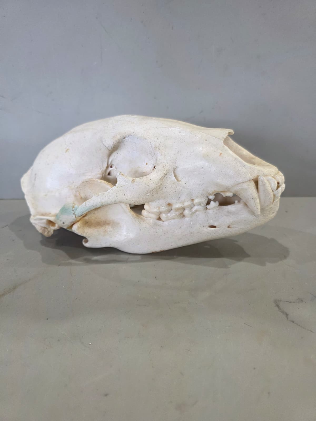 Jtv436 - Bear Skull Taxidermy – 10” Long Display