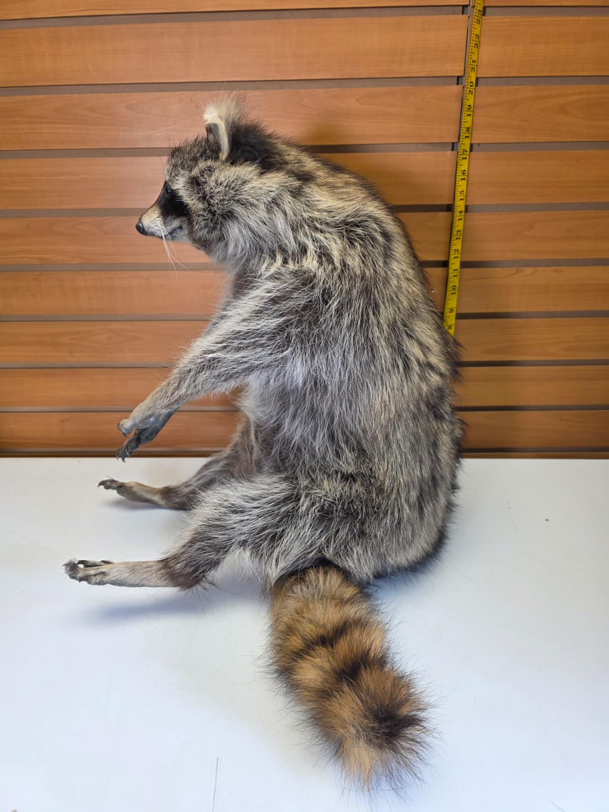 Fhkmc10 - Raccoon Taxidermy full body mount