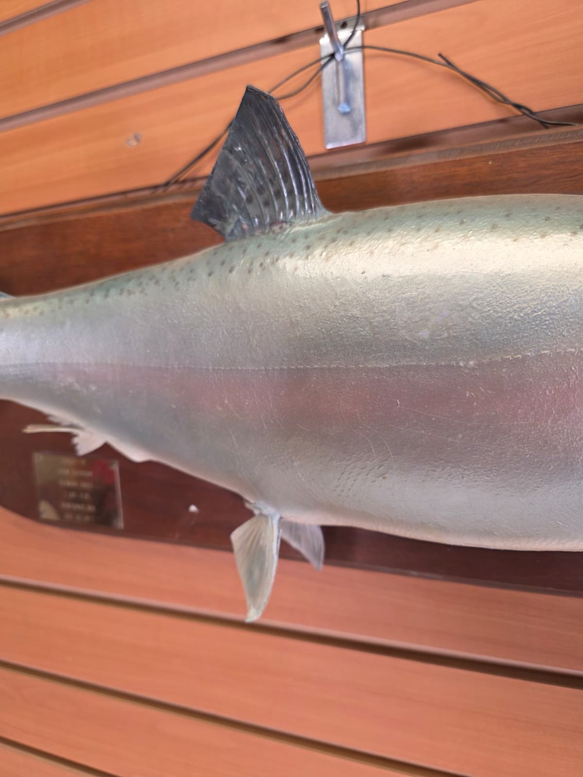 Jtv456 - 25" Trout Taxidermy Mount – Lifelike Freshwater Display