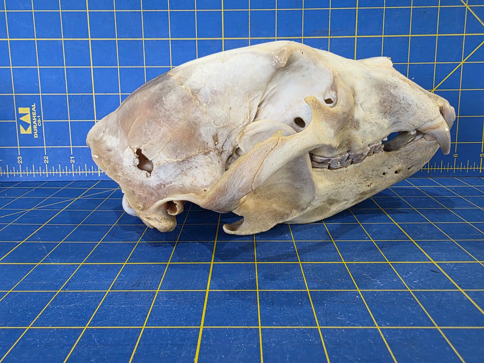 Jtv437 - Bear Skull Taxidermy – 10½” Long Display