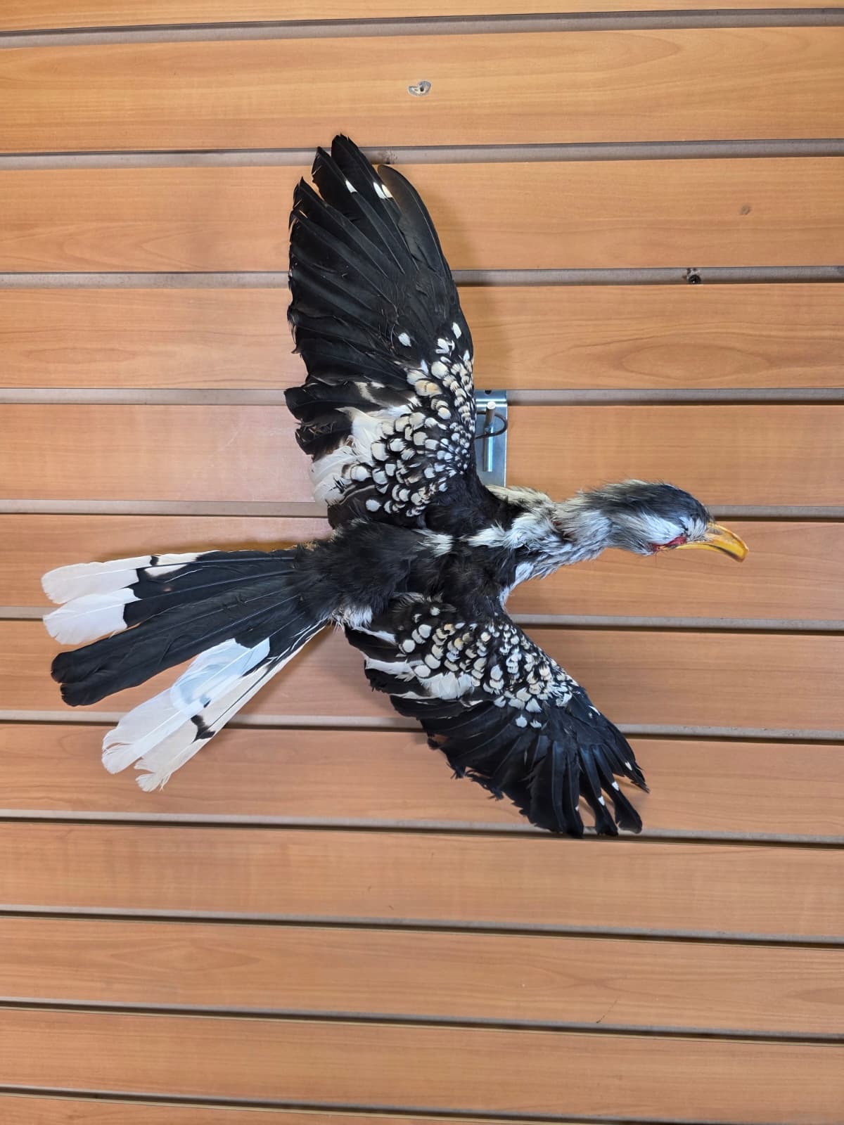 Jtv419 - Yellow-Billed Hornbill Taxidermy Mount – Exotic Bird Display