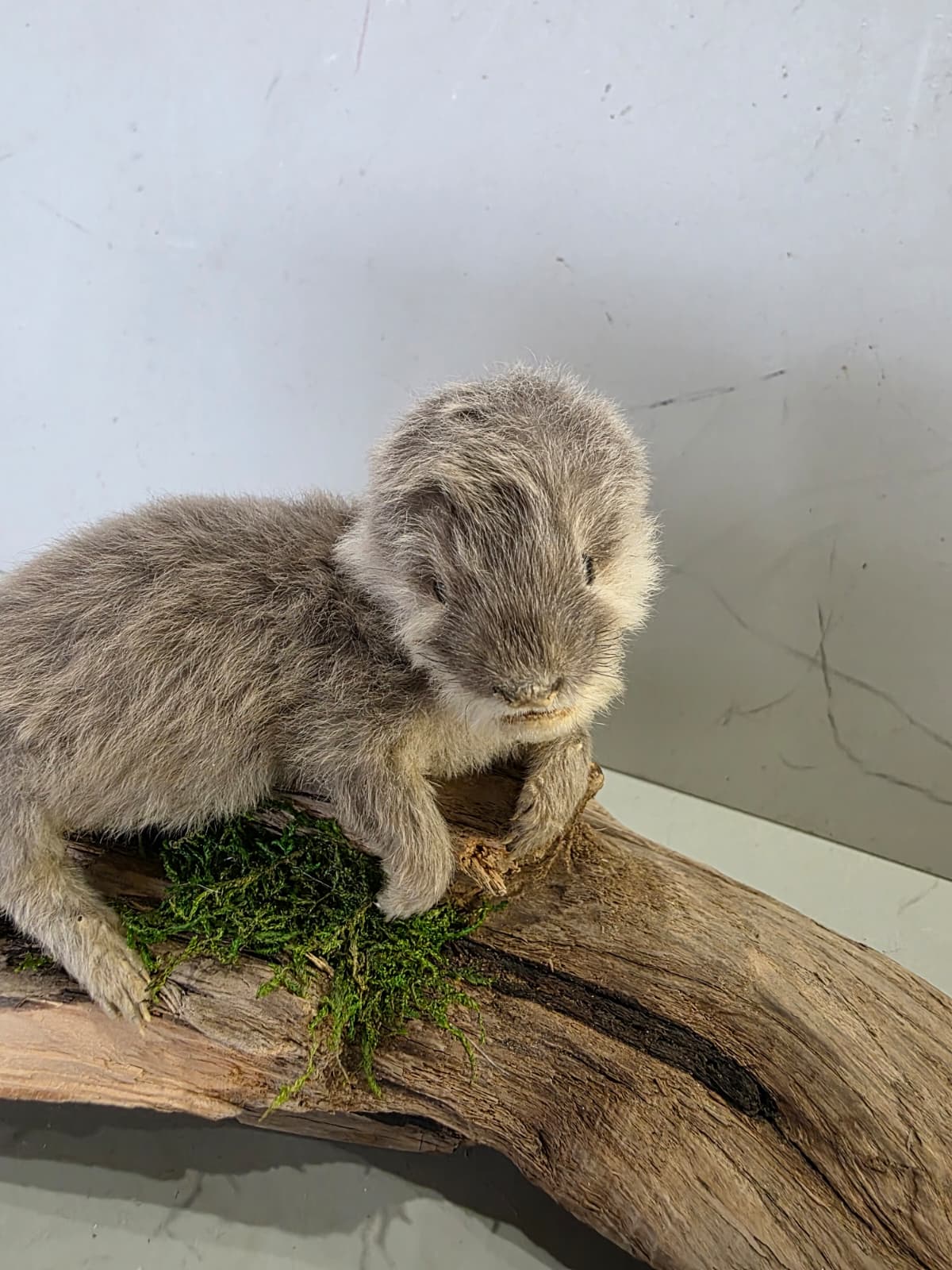 Fhcm94 - Baby Otter Taxidermy Lifelike Display