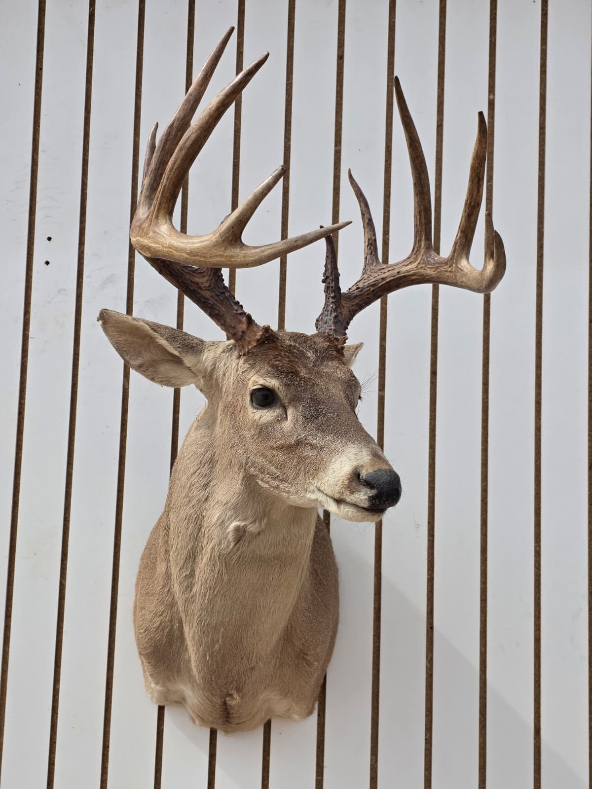 DRMQ100 - White-Tailed Deer Shoulder Mount – Taxidermy Wall Display