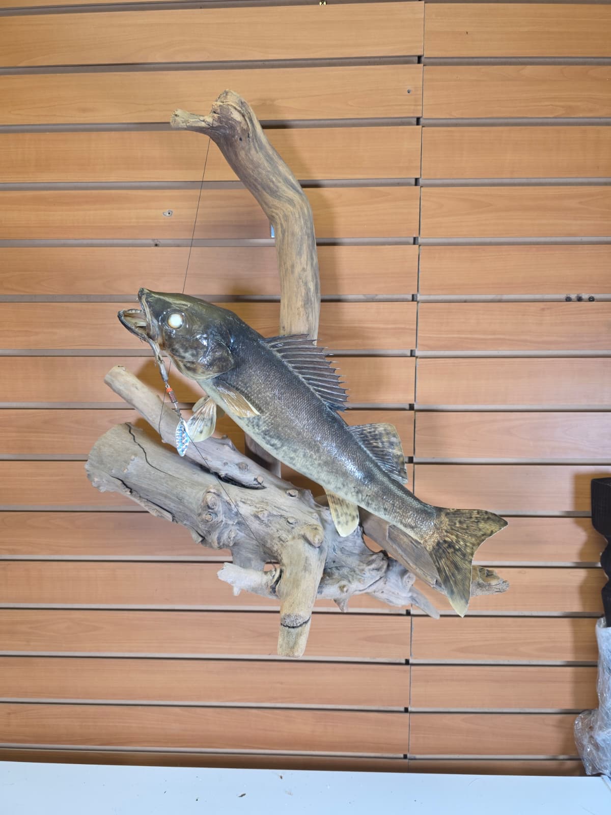 Jtv445 - 20" Walleye Taxidermy Mount – Table or Wall Display