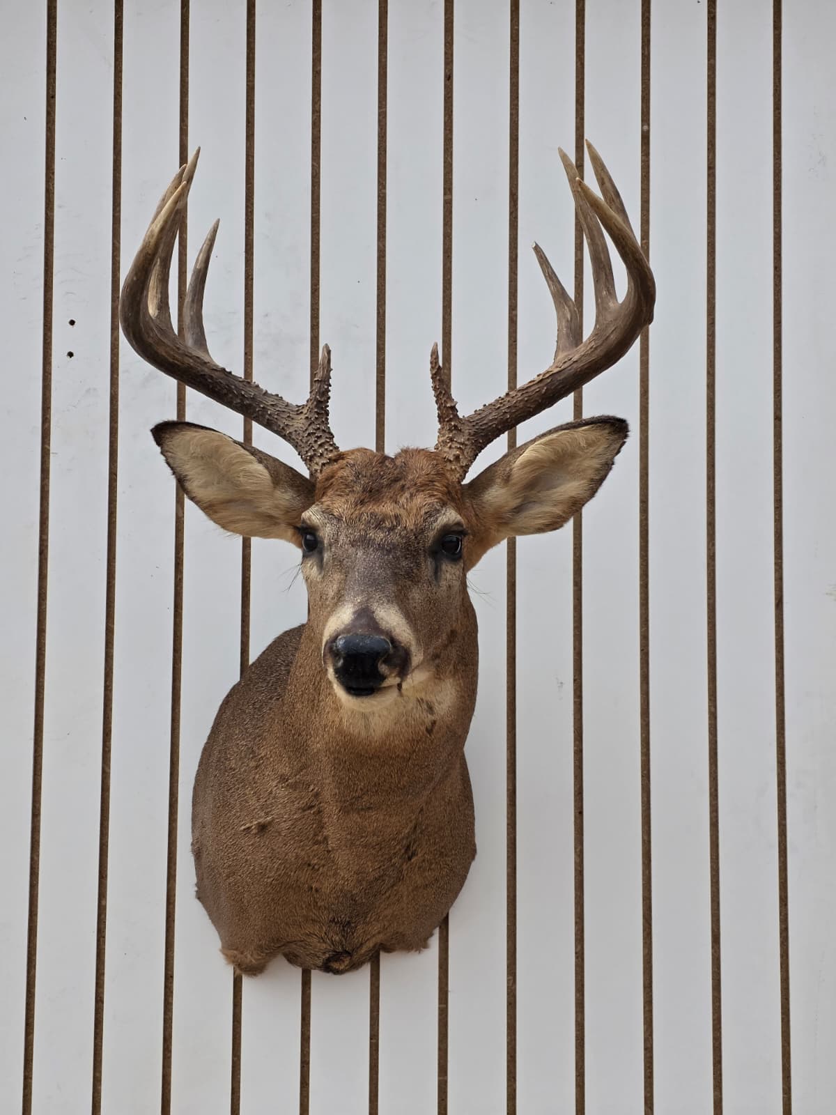 Fhdar8 - White-Tailed Deer Shoulder Mount – Taxidermy Wall Display