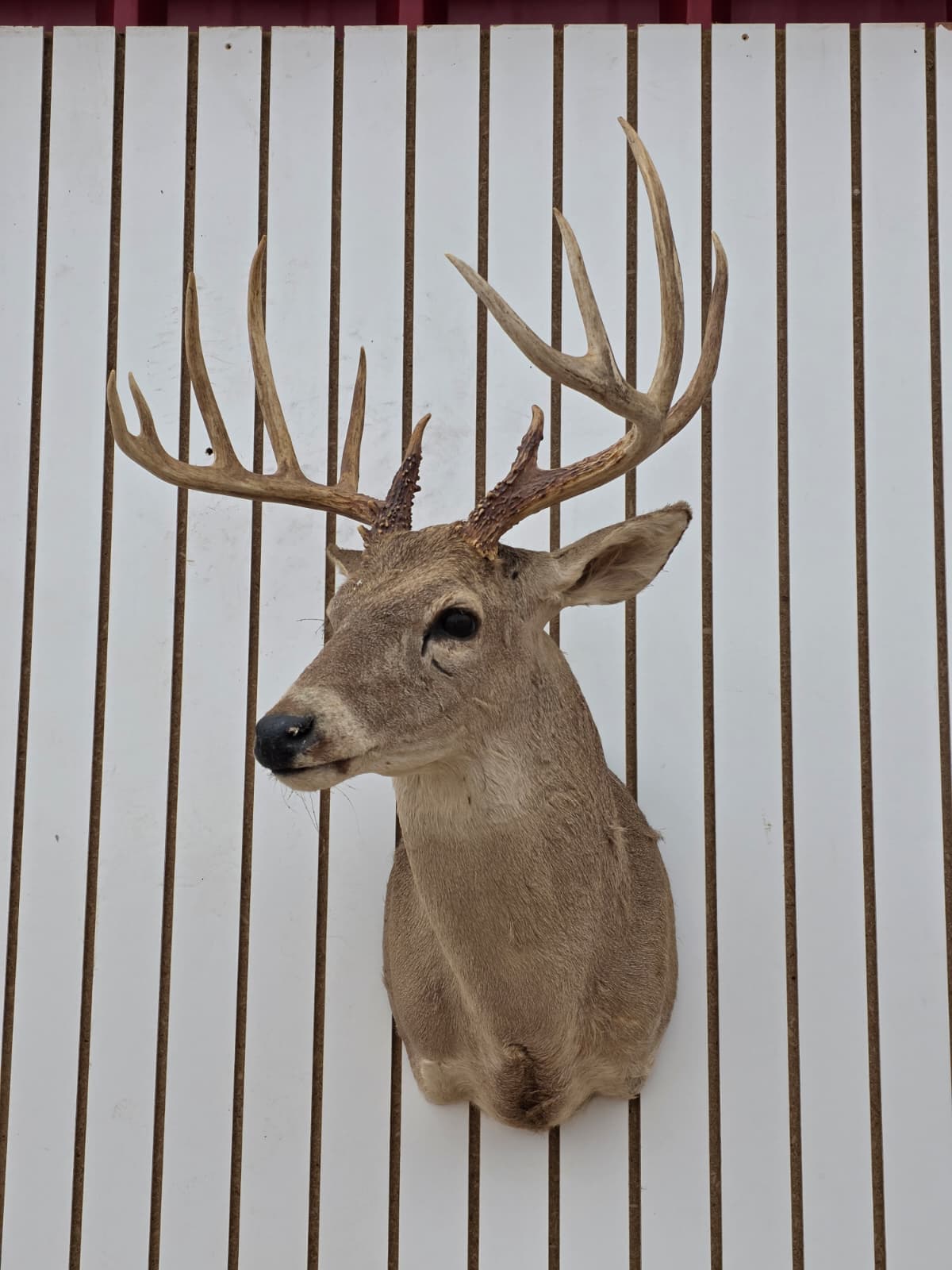 Drmq108 - White-Tailed Deer Shoulder Mount – Taxidermy Wall Display