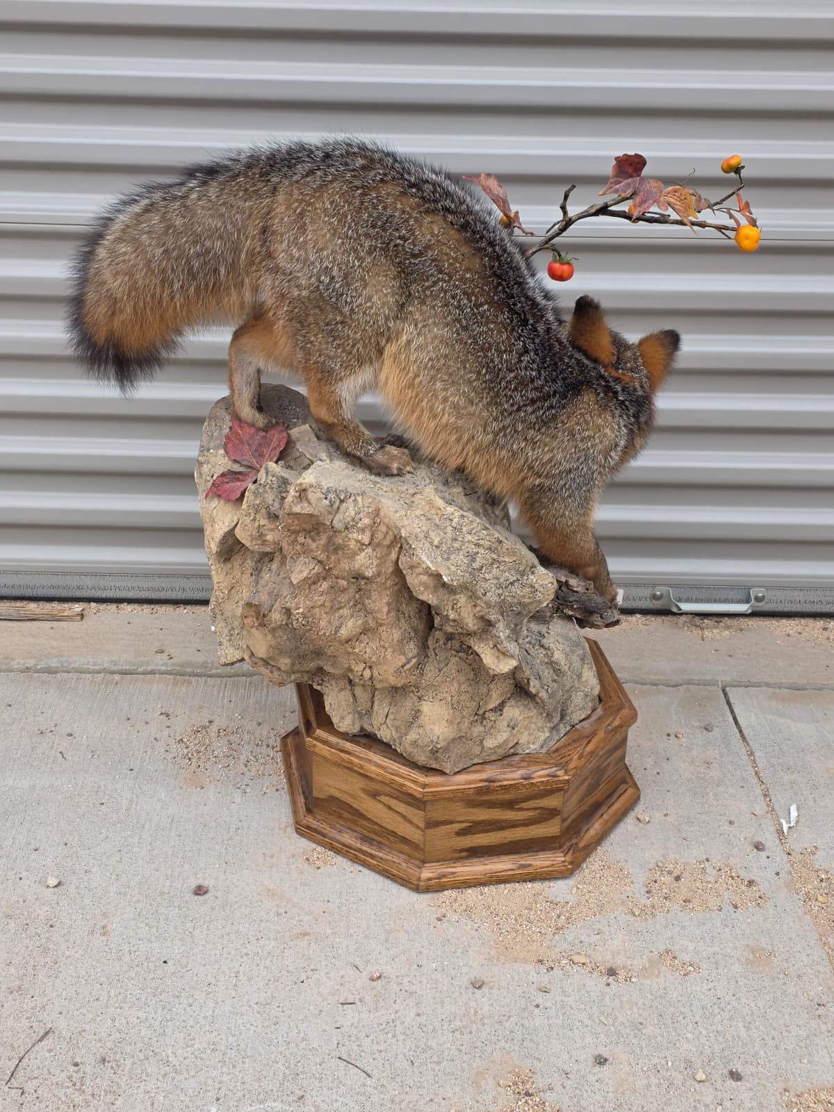 Fhcm81 - Grey Fox Taxidermy Lifelike Display