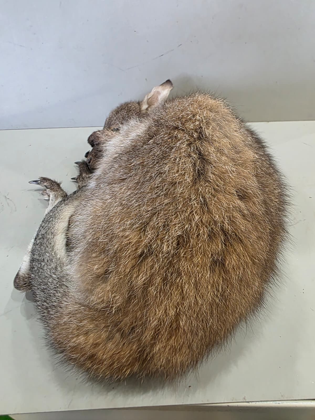 Fhcm91 - Baby Wallaby/Kangaroo Taxidermy –Lifelike Display
