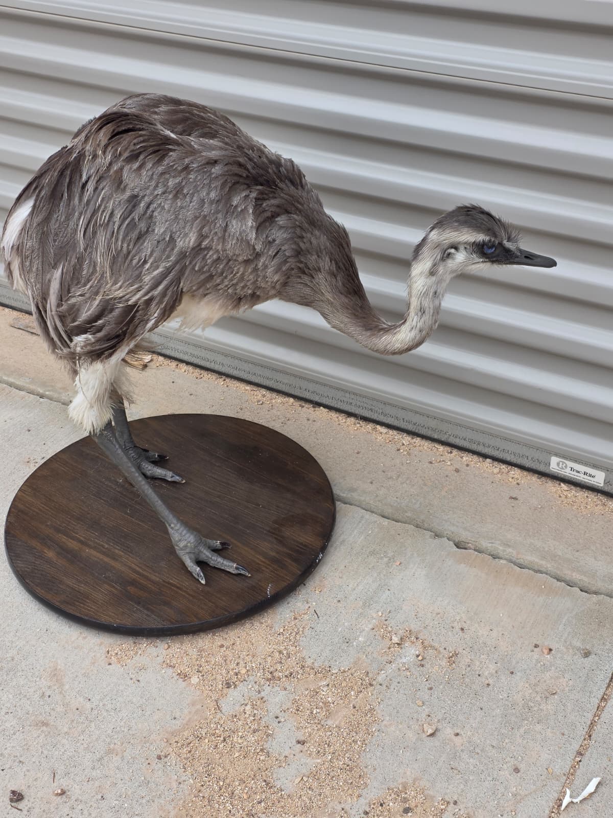 Fhcm80 - Juvenile Rhea Taxidermy – Knee-High Lifelike Display