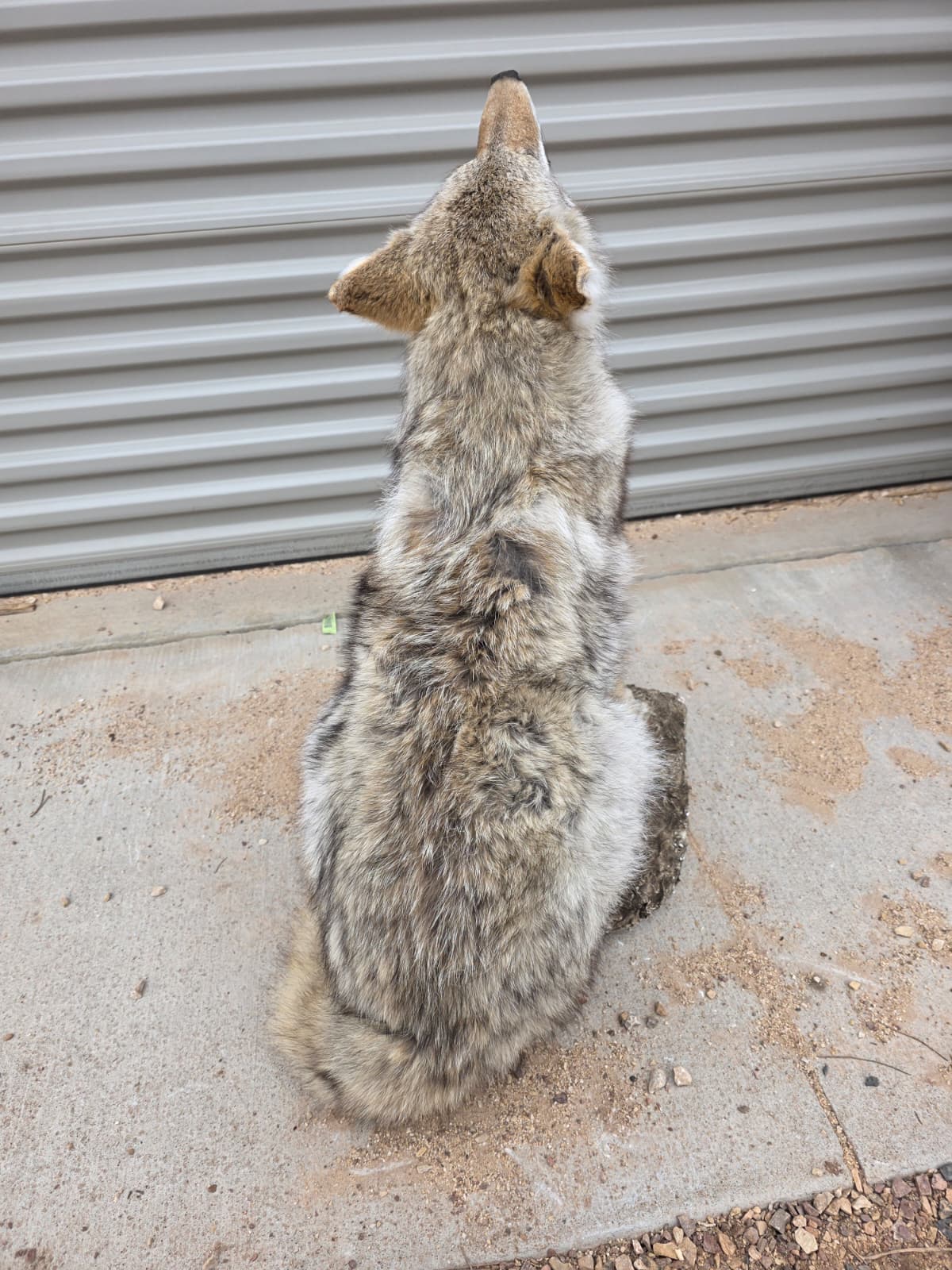 Fhcm76 - Howling Coyote Taxidermy – Lifelike Display