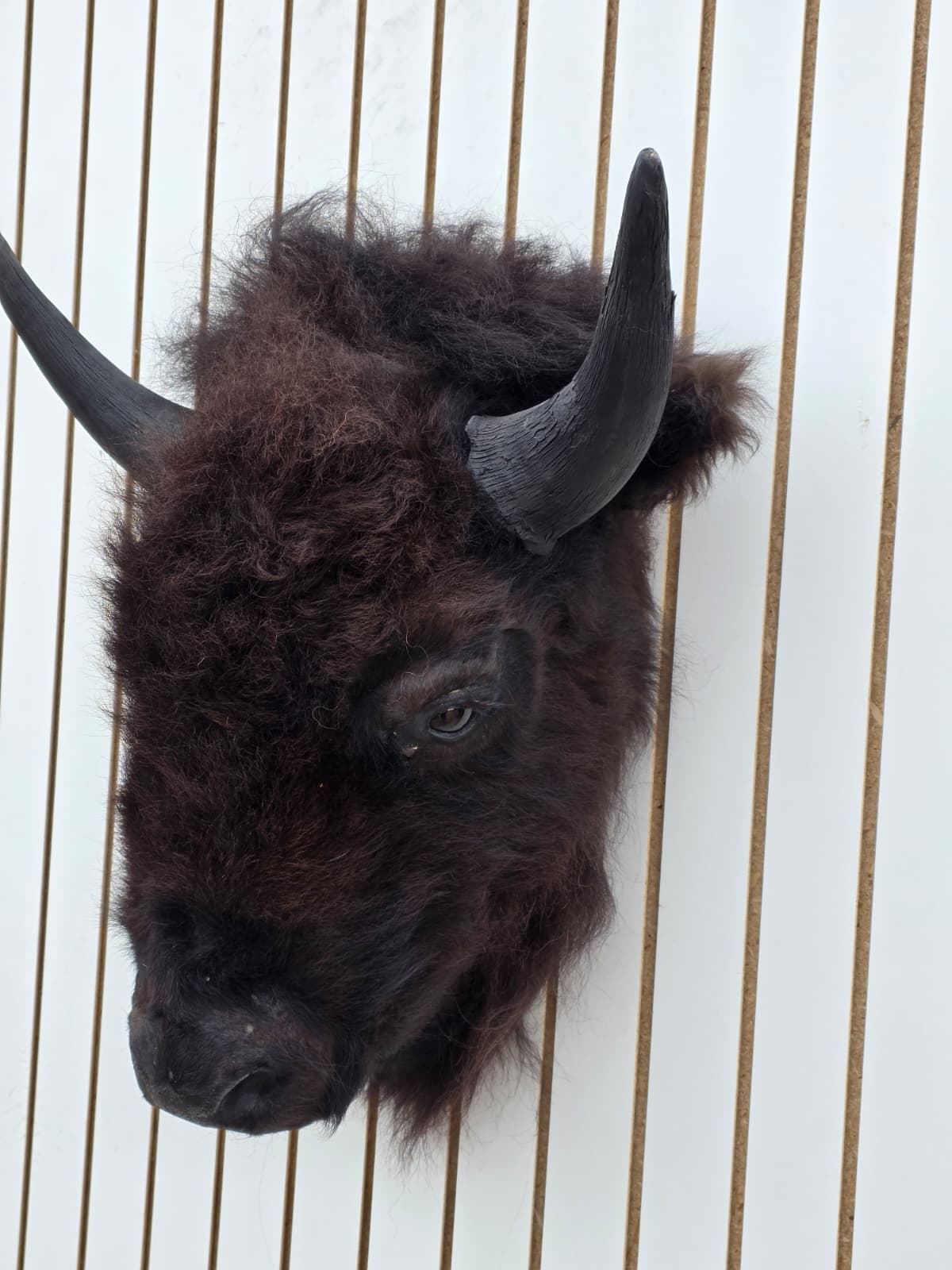 Fhbf6 - Real Buffalo / Bison neck Head Taxidermy Mount New