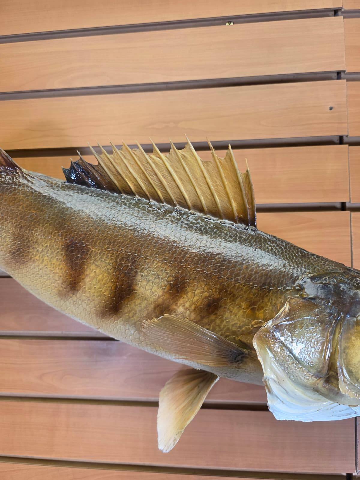 Jtv453 - 30" Walleye Taxidermy Mount – Bold Freshwater Display