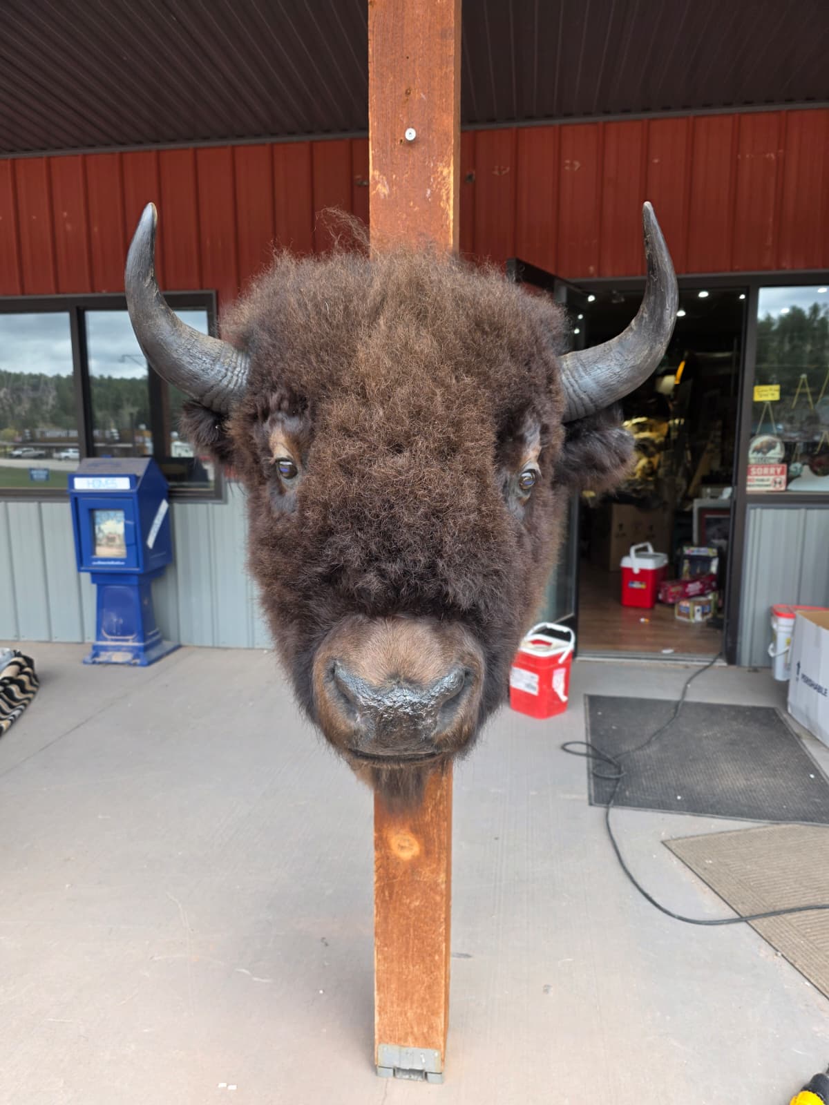 FHAUBF1 - North American Buffalo / Bison Shoulder Mount Taxidermy