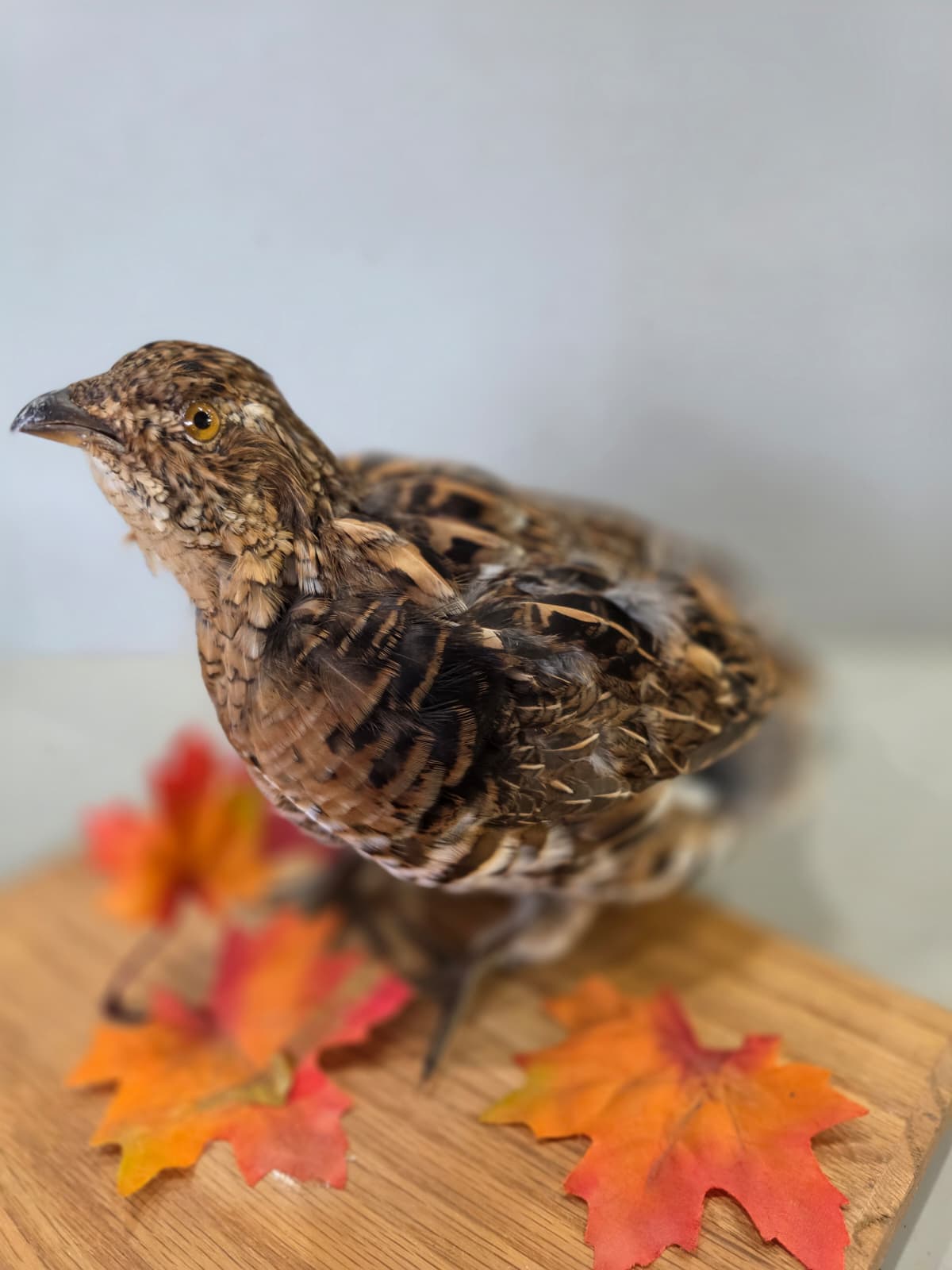Jtv435 - Ruffed Grouse Taxidermy Mount – Lifelike Woodland Display