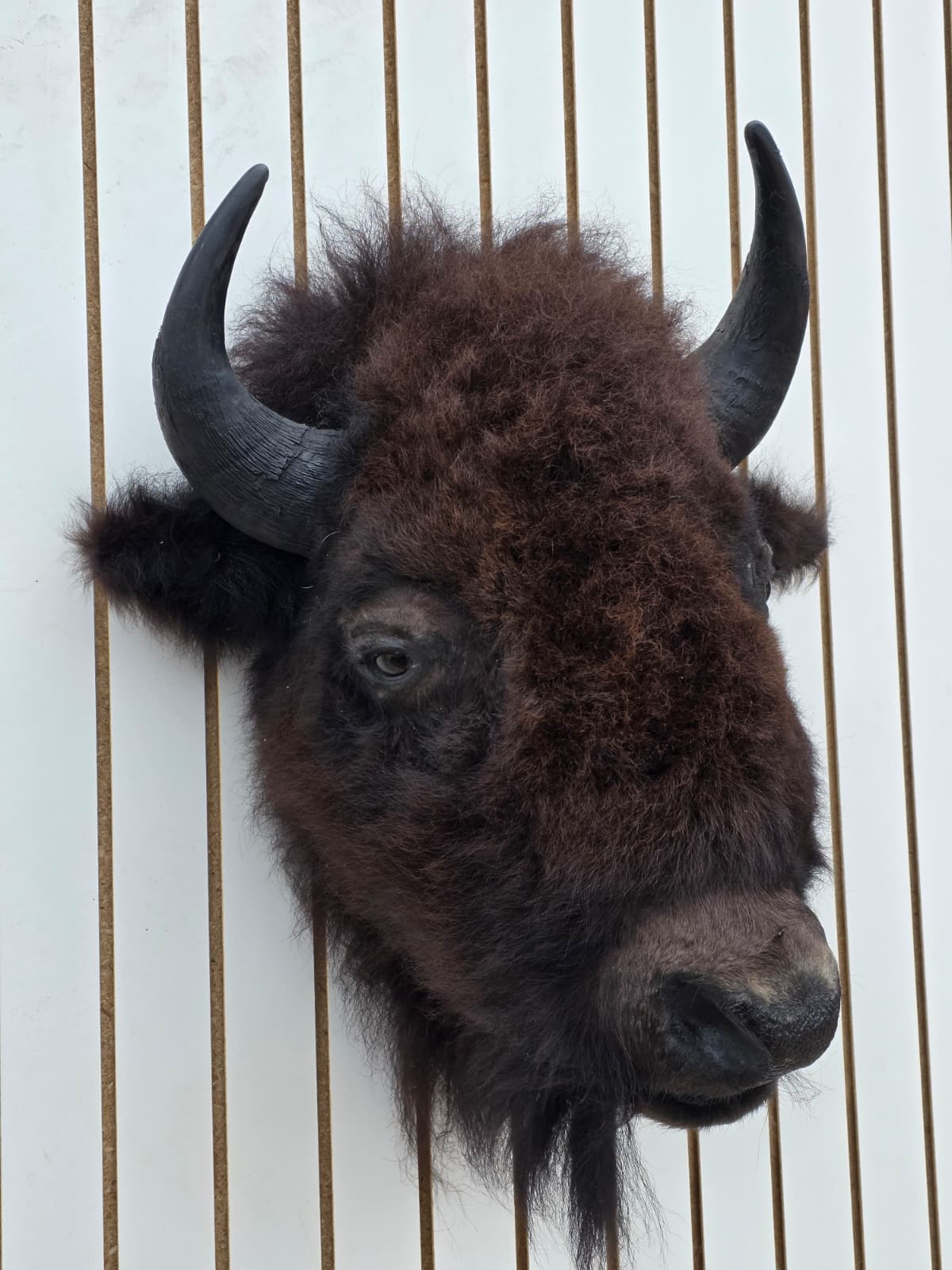 Fhbf5 - Real Buffalo / Bison neck Head Taxidermy Mount New