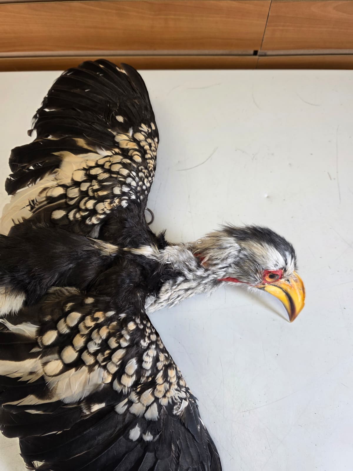 Jtv419 - Yellow-Billed Hornbill Taxidermy Mount – Exotic Bird Display