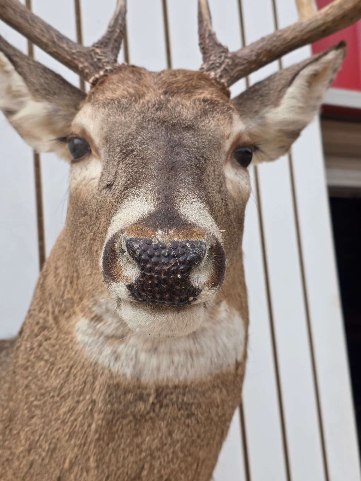 Drmq104 - White-Tailed Deer Shoulder Mount – Taxidermy Wall Display