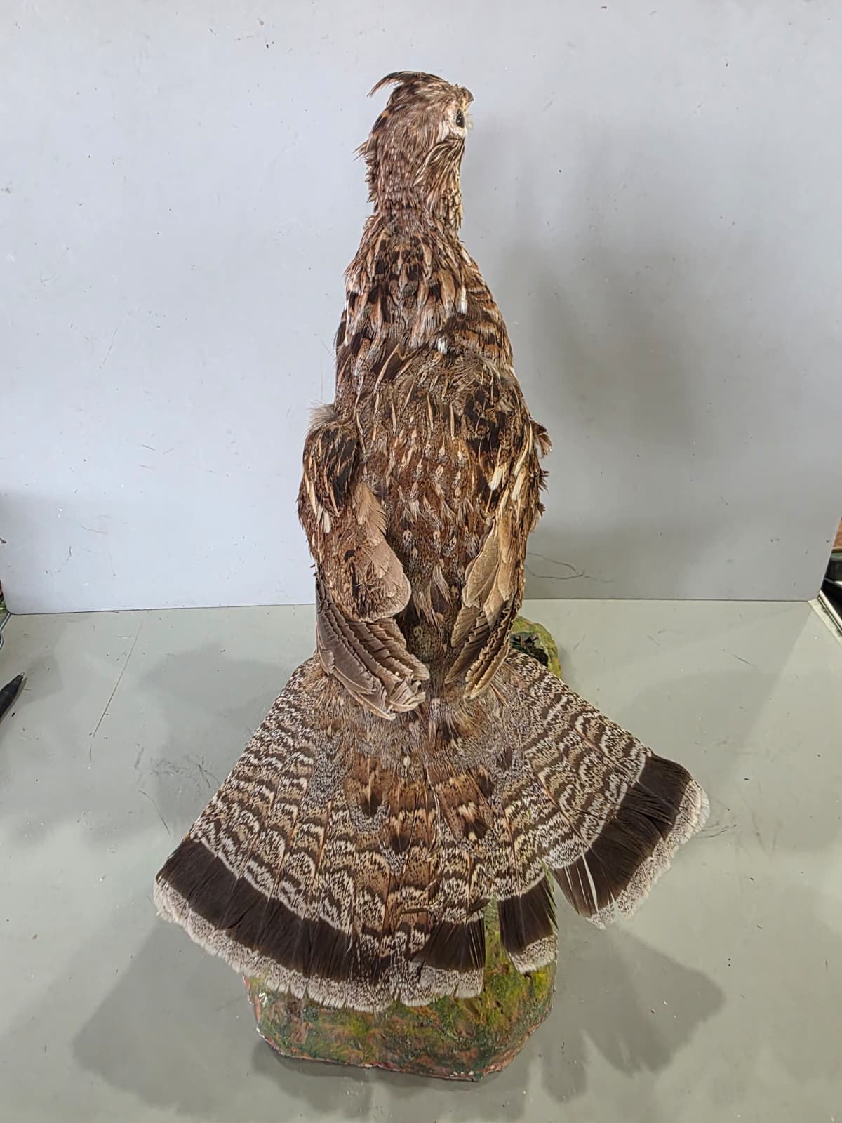 Jtv418 - Ruffed Grouse Taxidermy Mount – Lifelike Woodland Display