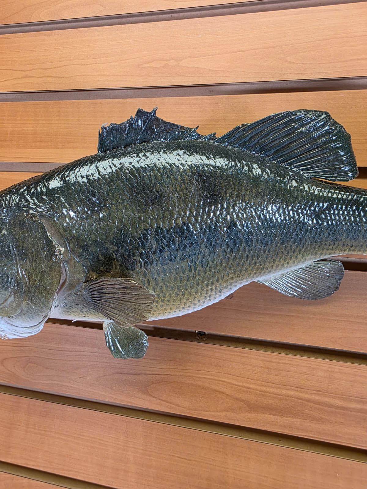 Jtv455 - 18" Largemouth Bass Taxidermy Mount – Classic Freshwater Display