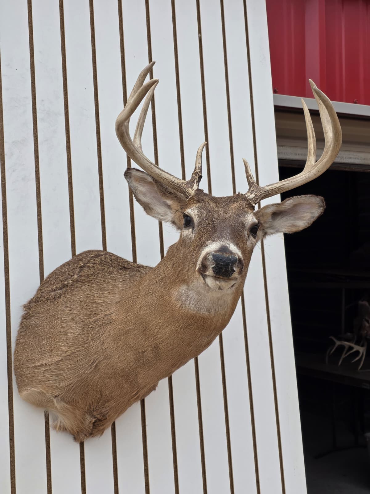 Drmq106 - White-Tailed Deer Shoulder Mount – Taxidermy Wall Display