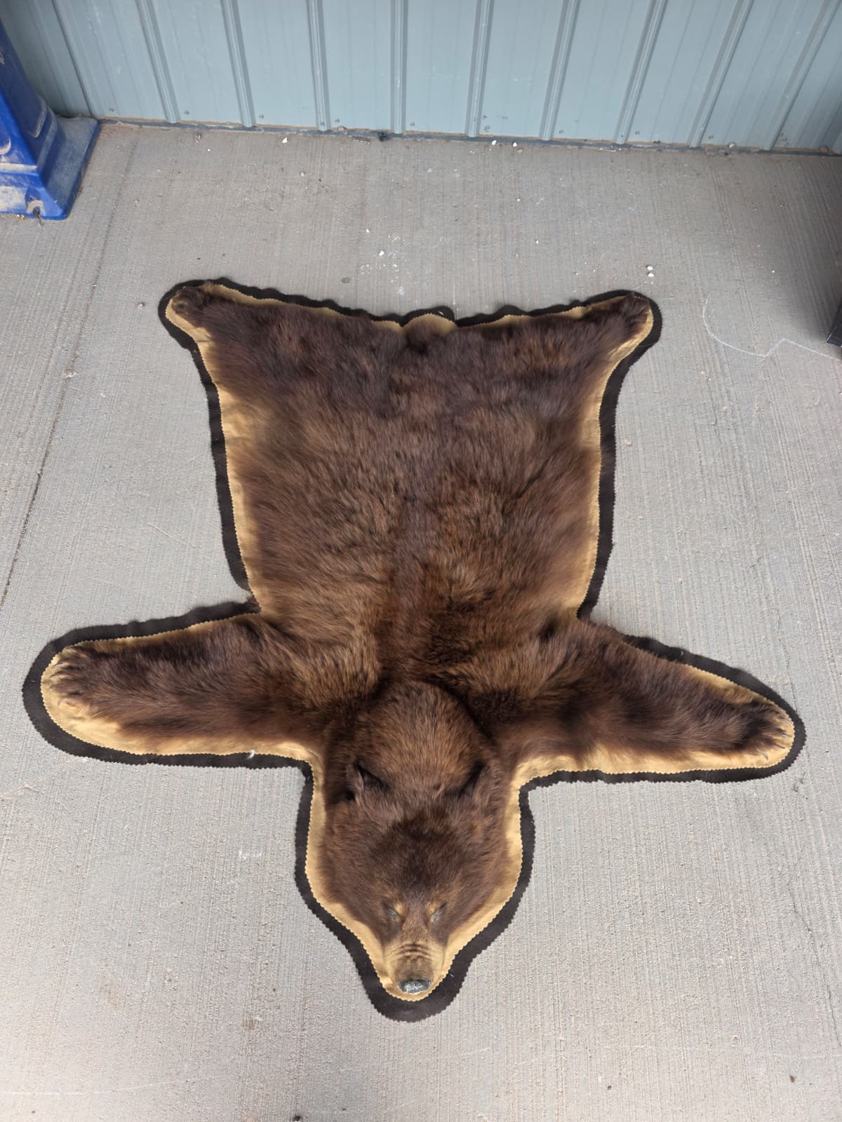 Fhchbr1 - Bear Rug Taxidermy – 64” Long Rustic Display