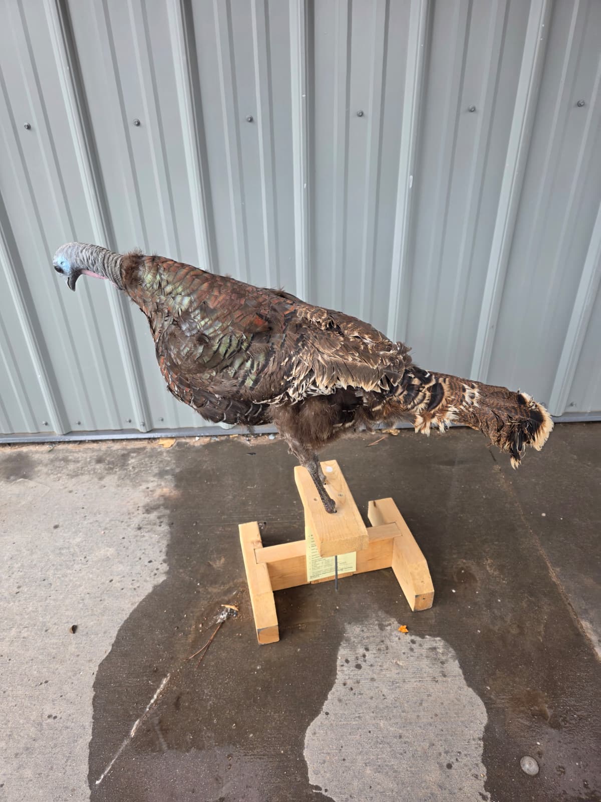 Jtv414 - Full Mount Turkey Hen Decoy – Realistic Taxidermy Display
