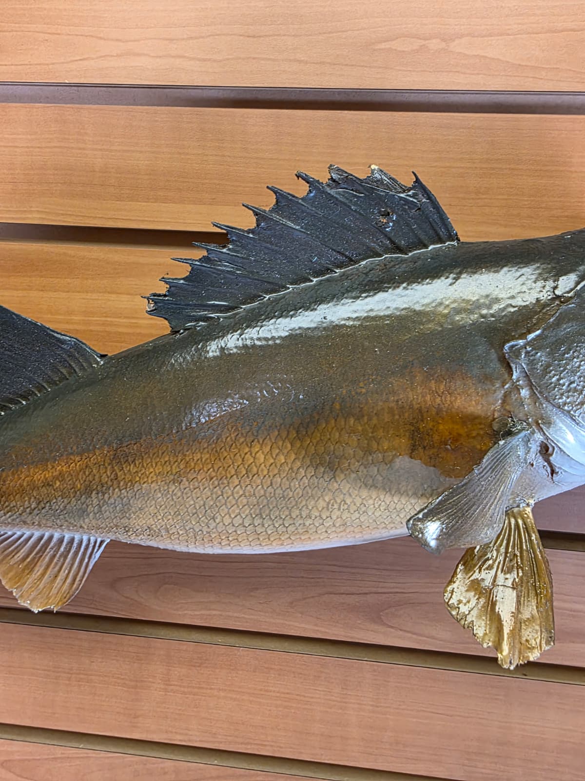 Jtv434 - 21" Walleye Taxidermy Mount – Lifelike Freshwater Display