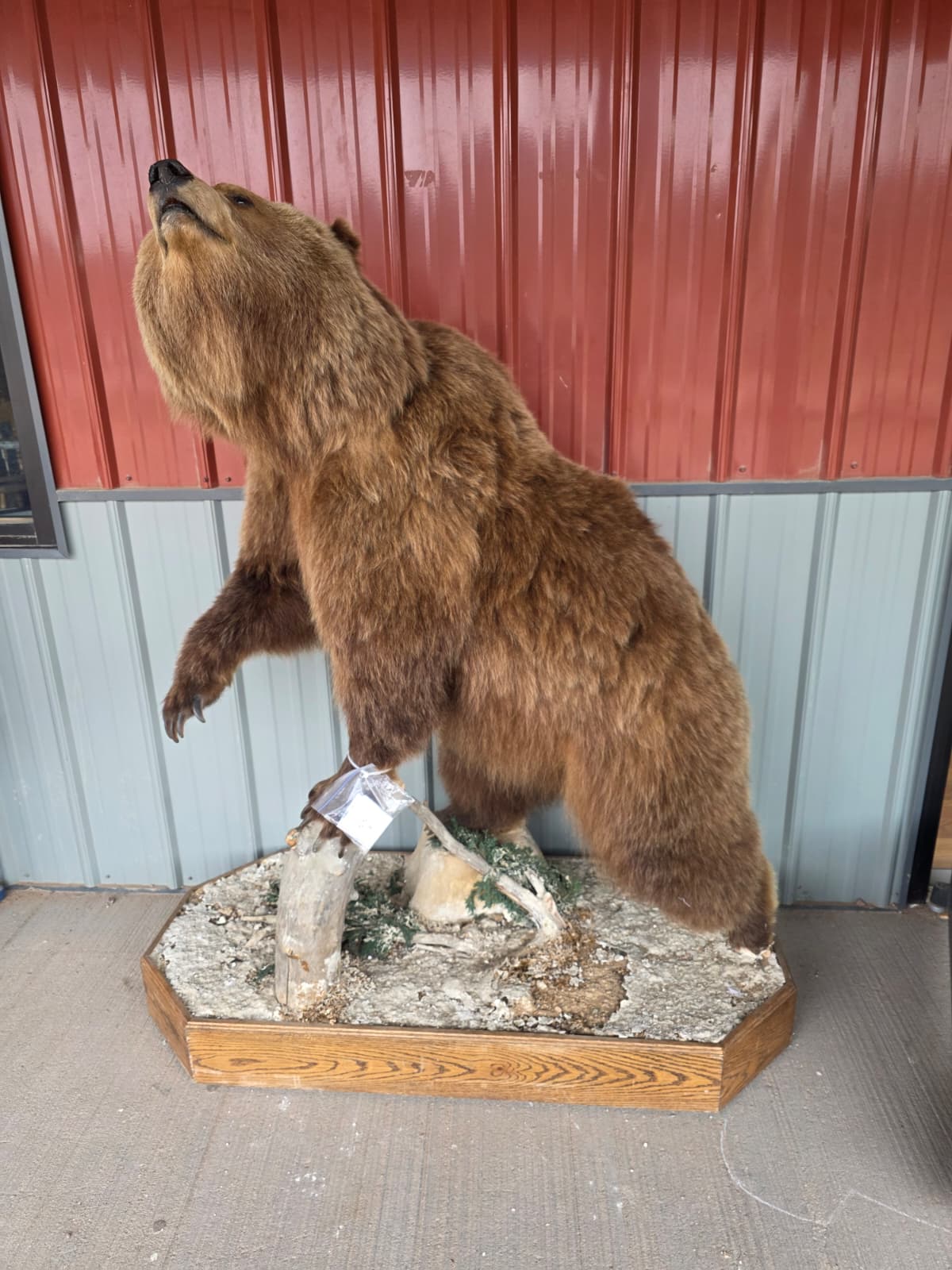 FHXBR2 - Grizzly Bear Taxidermy – Lifelike Wildlife Display