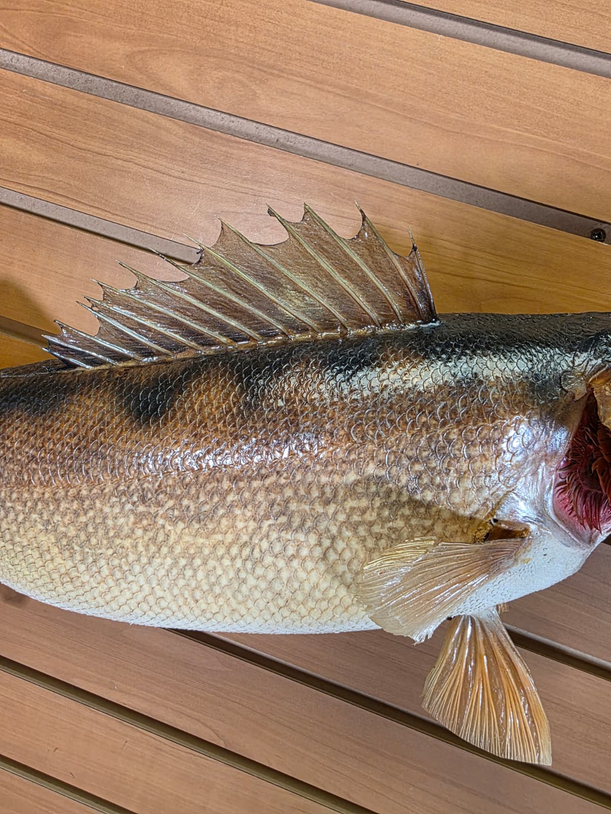 Jtv410 - 27" Walleye Fish Mount – Premium Freshwater Display