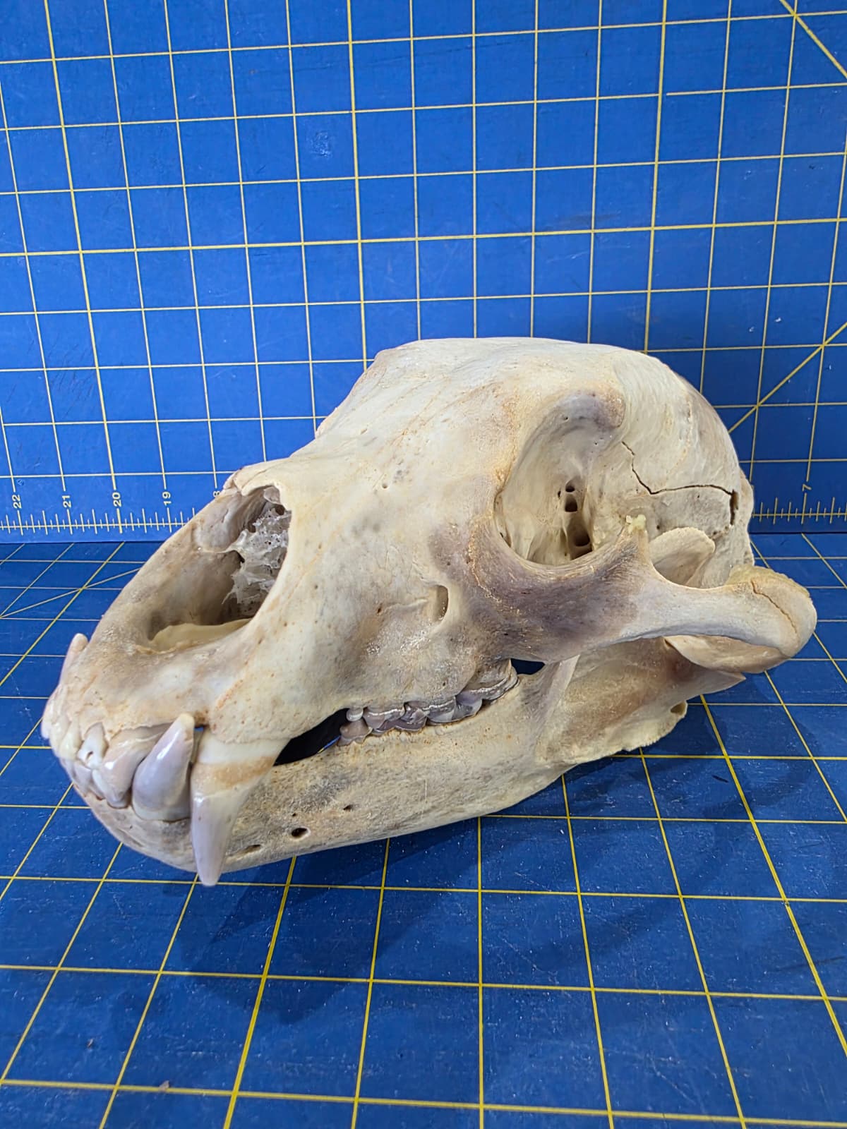 Jtv437 - Bear Skull Taxidermy – 10½” Long Display
