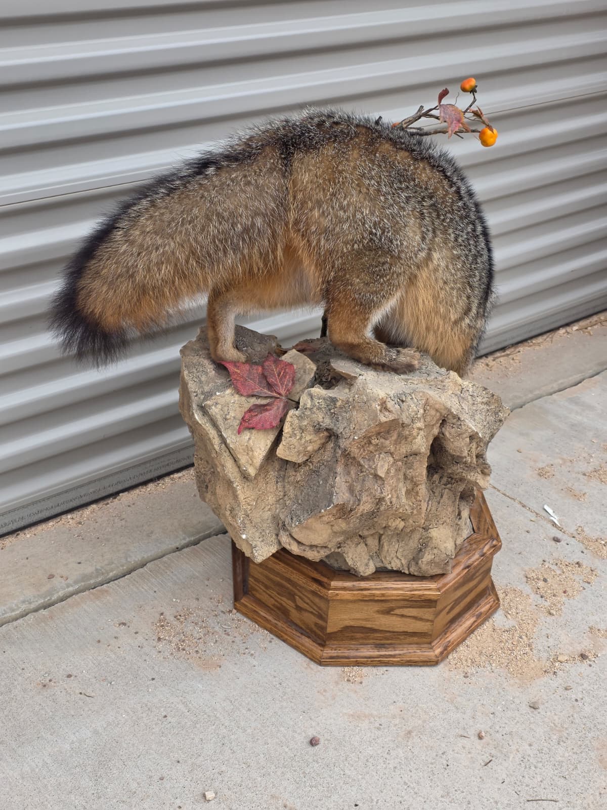 Fhcm81 - Grey Fox Taxidermy Lifelike Display