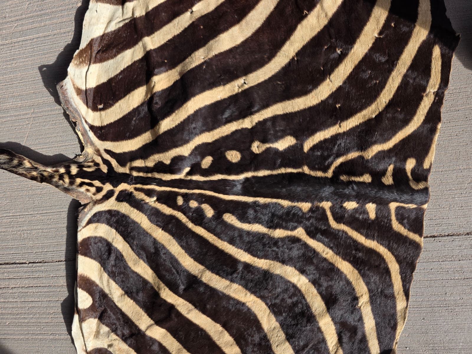 Jtv407 - Zebra Pattern Rug – 70" x 30" with Tail Extension