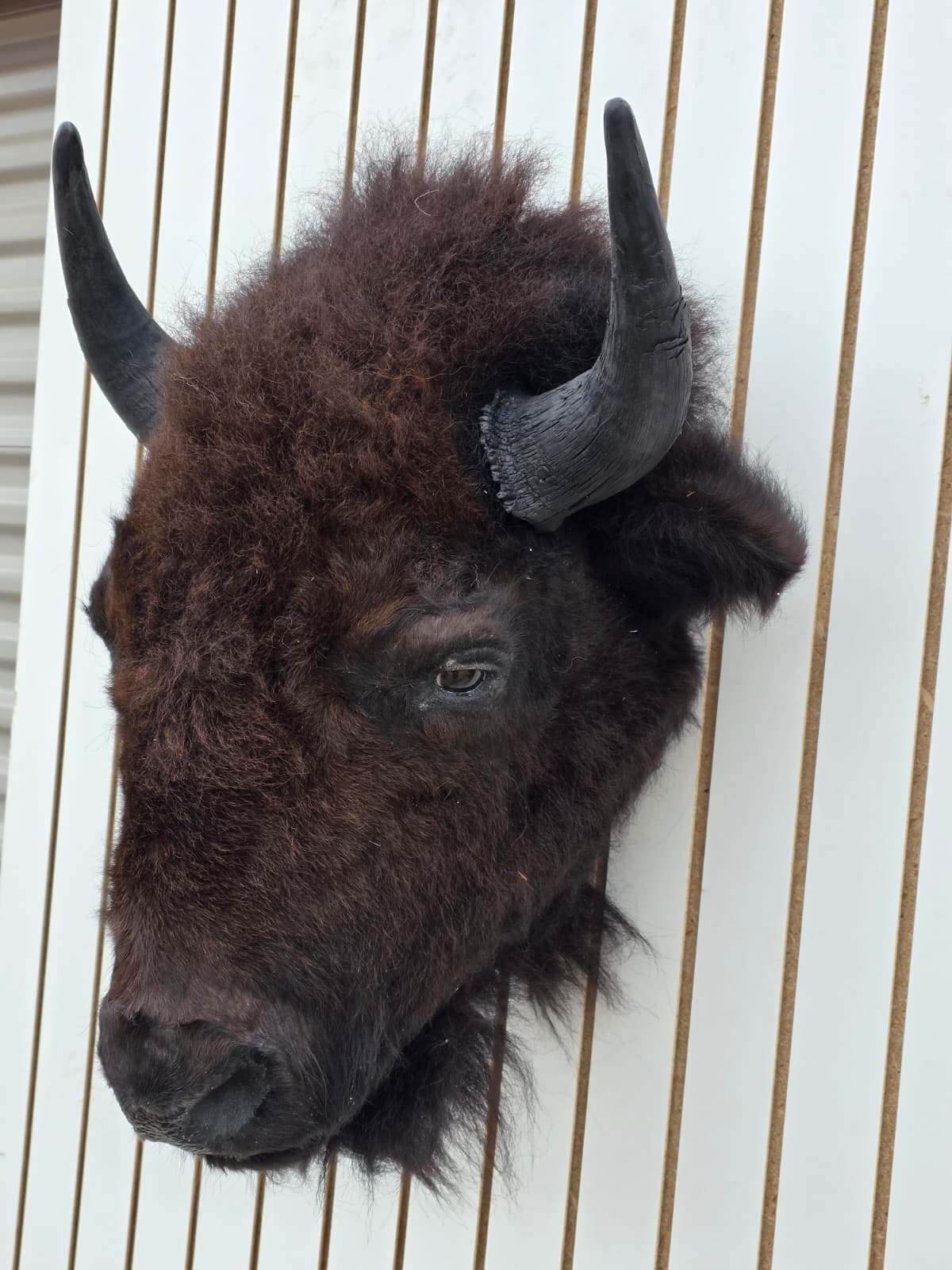 Fhbf1 - Real Buffalo / Bison neck Head Taxidermy Mount New