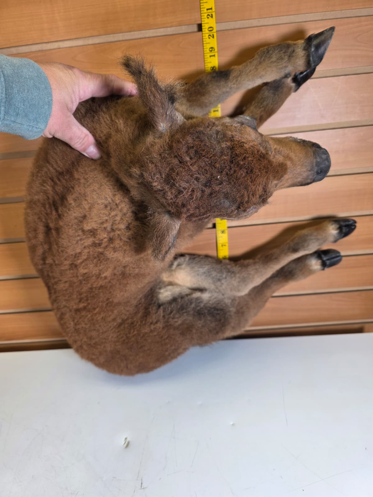 Fhkmbis1 - Baby Bison / Buffalo Calf Taxidermy – Lifelike Display