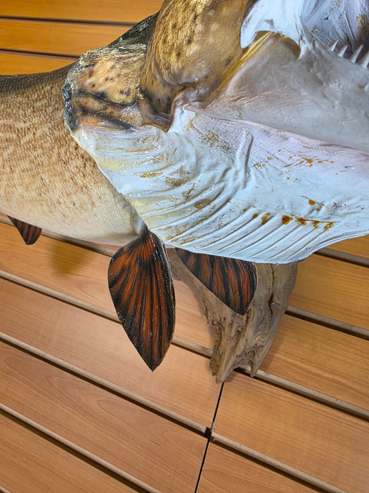 Jtv444 - 32" Northern Pike Taxidermy Mount – Bold Freshwater Display