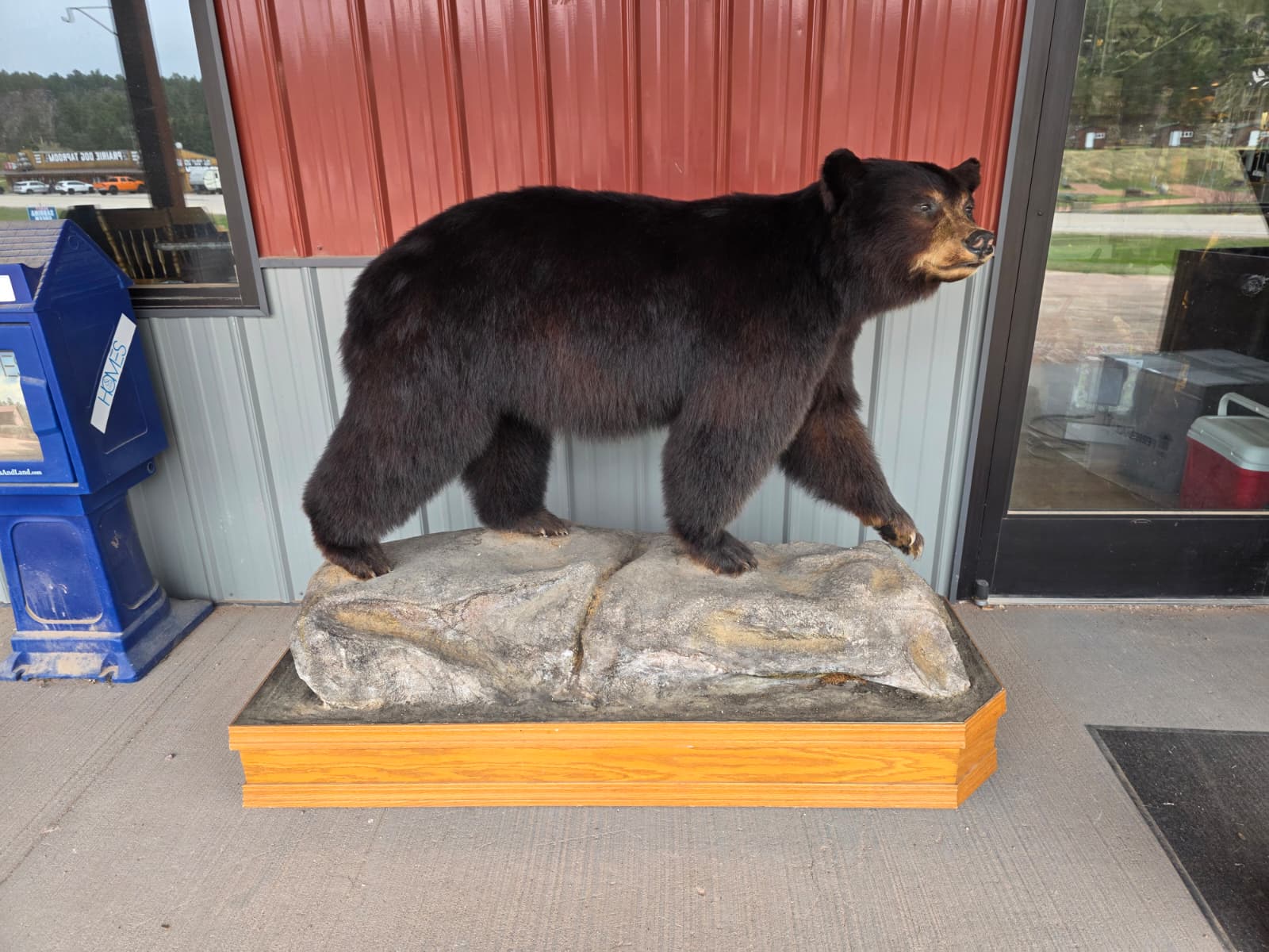 FHXBR1 - Black Bear Taxidermy – Lifelike Wildlife Display