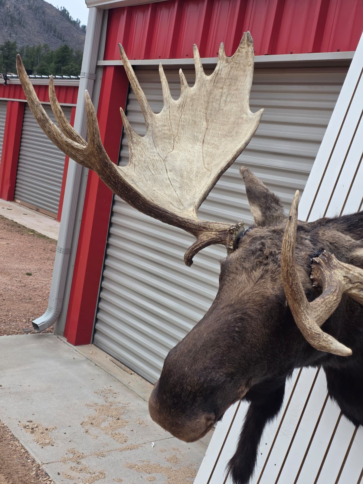Fhcm82 - massive 63" Wide Double Main Beam Alaskan Moose Shoulder Mount Taxidermy