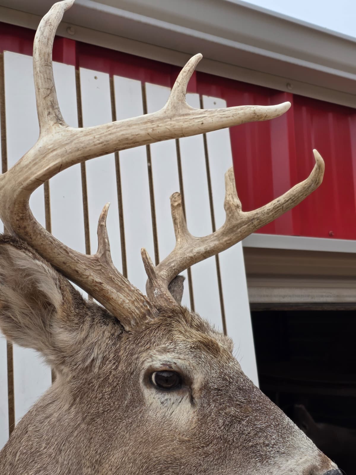 Drmq105 - White-Tailed Deer Shoulder Mount – Taxidermy Wall Display