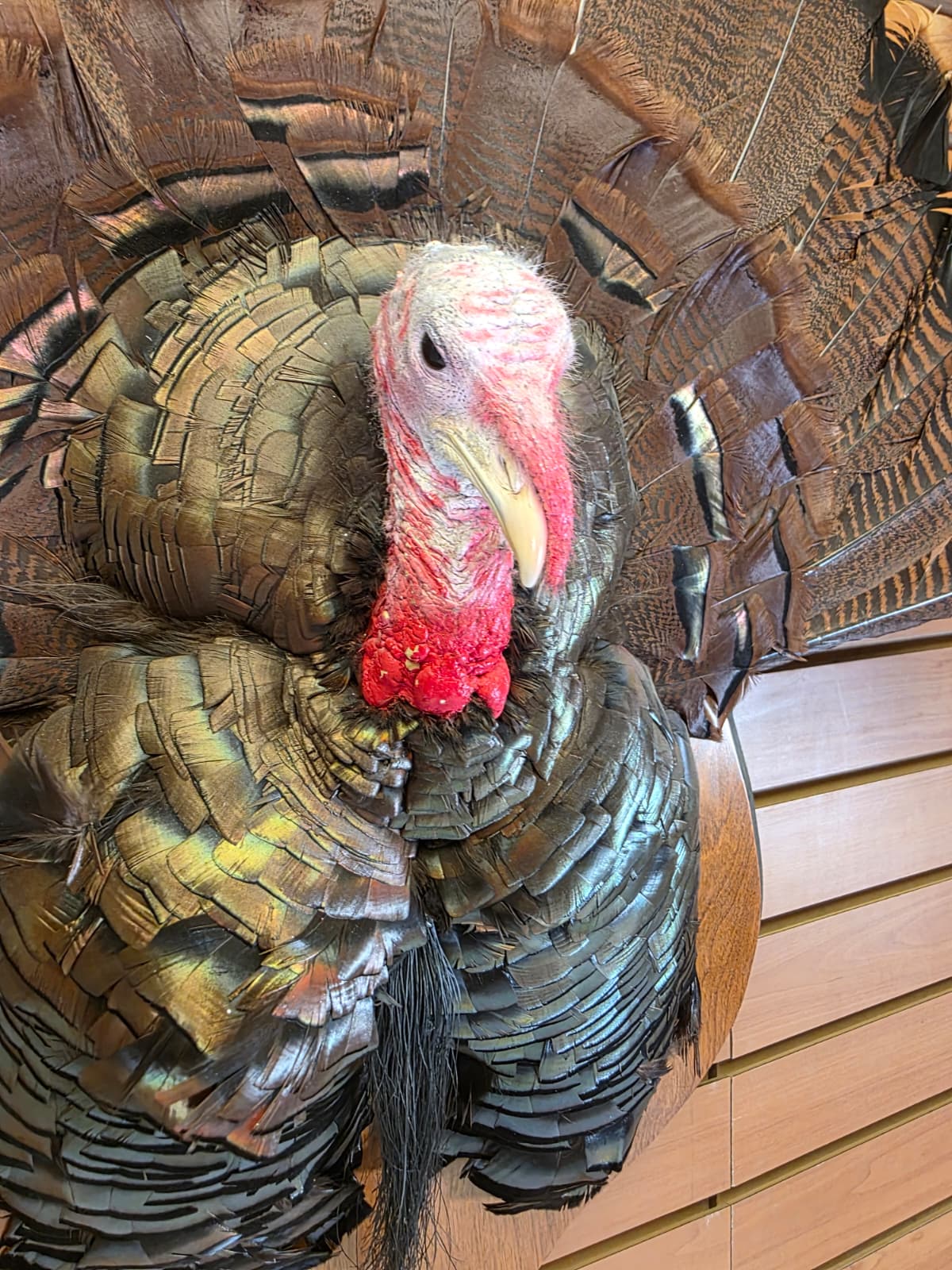 Jtv426 - Half Turkey Tom Taxidermy Shoulder Mount – With Tail Display