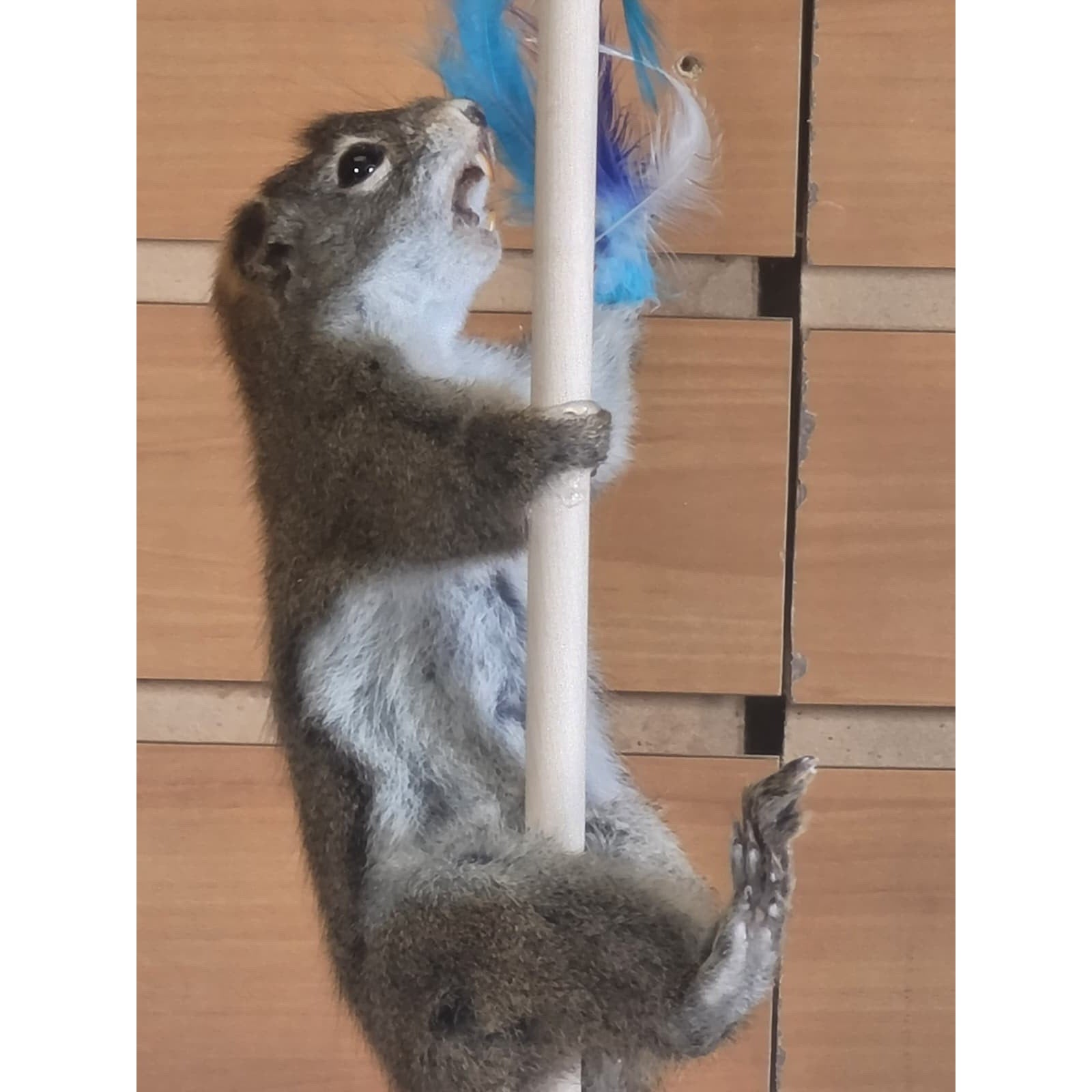FHSQ310 - Stripping American Red Squirrel Taxidermy Mount