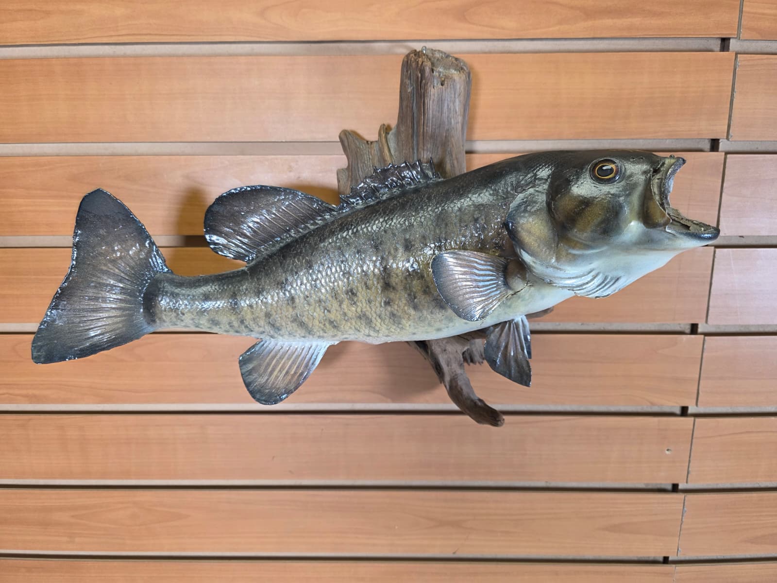 JTV400 - 16" Bass Fish Mount – Nature-Inspired Display
