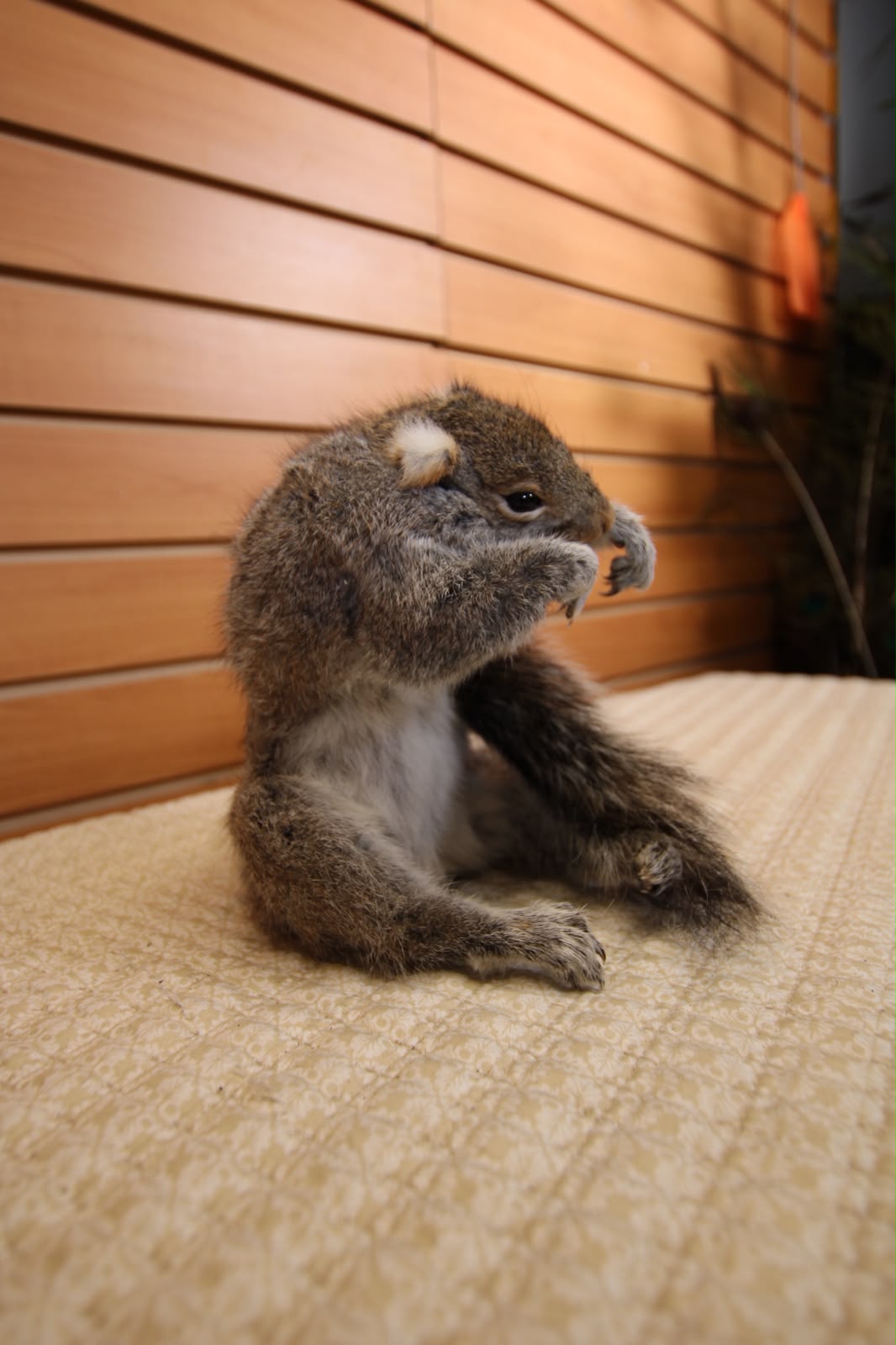 FHSQU005 - Charming Small Squirrel Taxidermy Mount