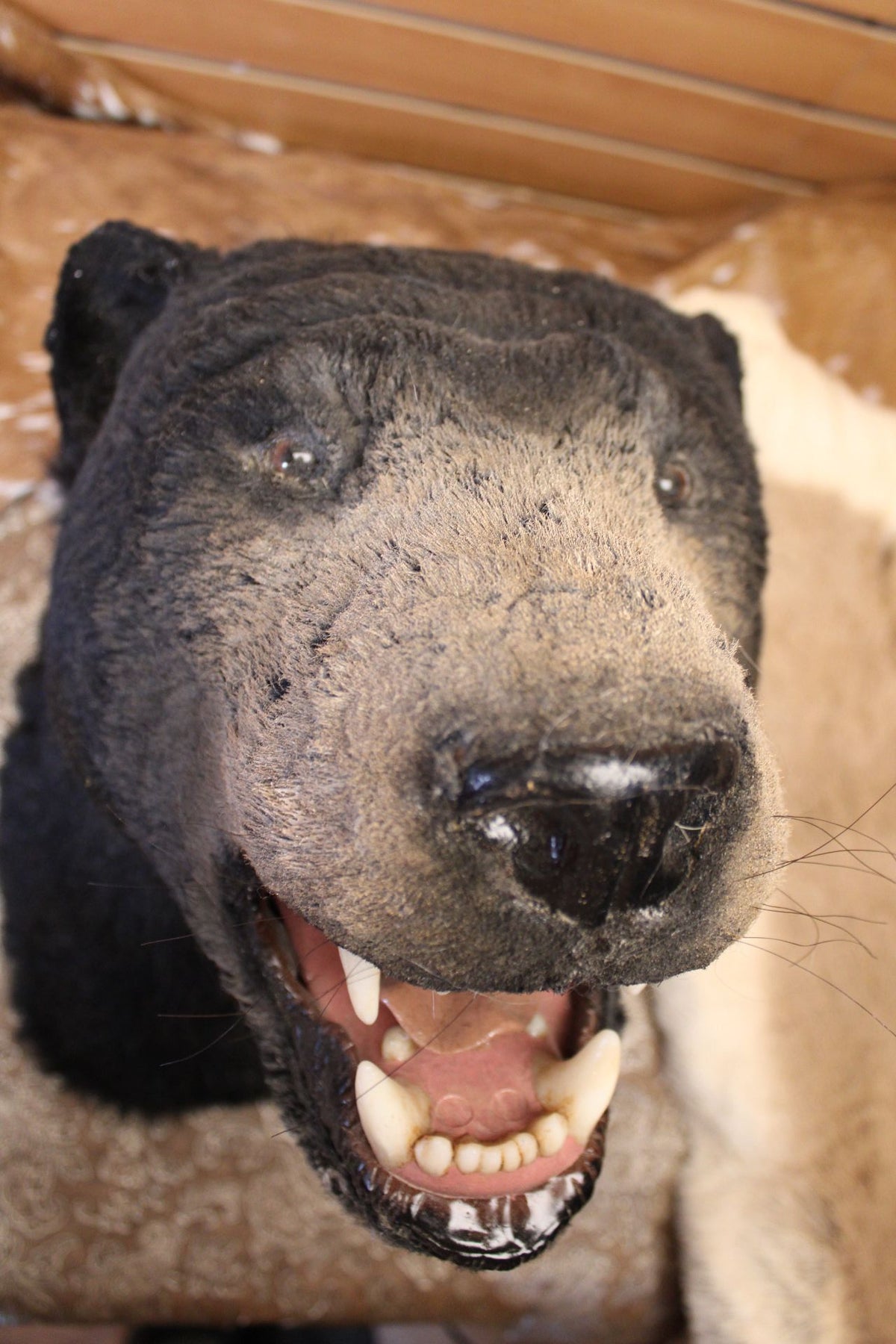FHRB04 - reproduction Taxidermy American Black Bear Open-Mouth Shoulder Mount