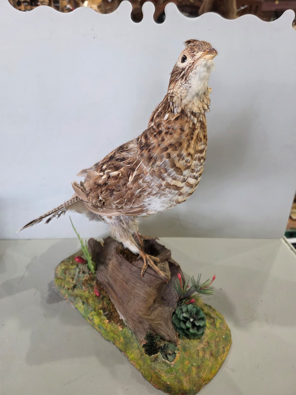 Jtv418 - Ruffed Grouse Taxidermy Mount – Lifelike Woodland Display