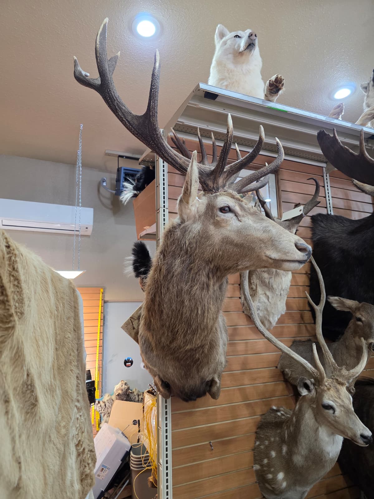 Jtv321 - Red Stag Shoulder Mount Taxidermy – Majestic Trophy Wall Display