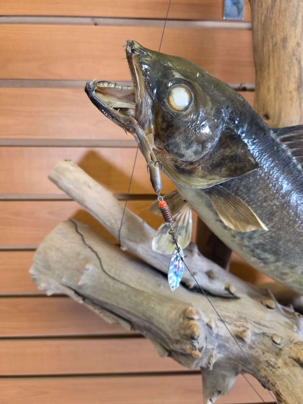 Jtv445 - 20" Walleye Taxidermy Mount – Table or Wall Display