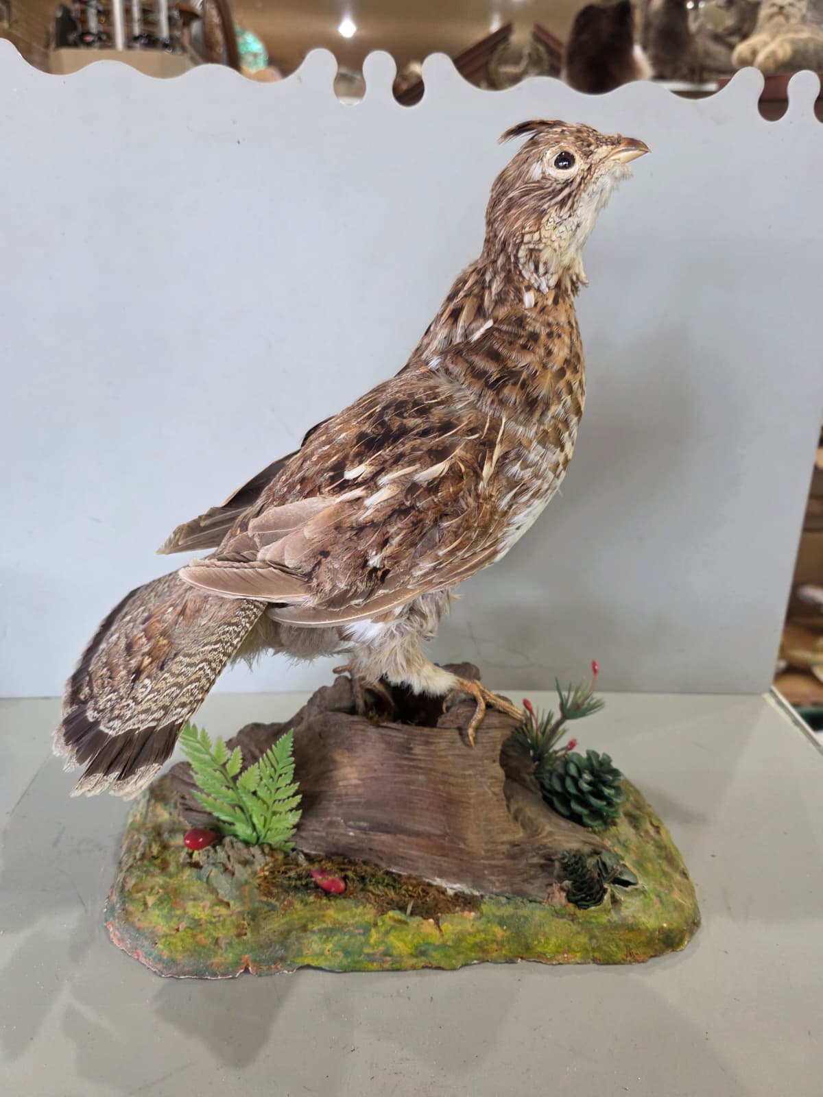Jtv418 - Ruffed Grouse Taxidermy Mount – Lifelike Woodland Display